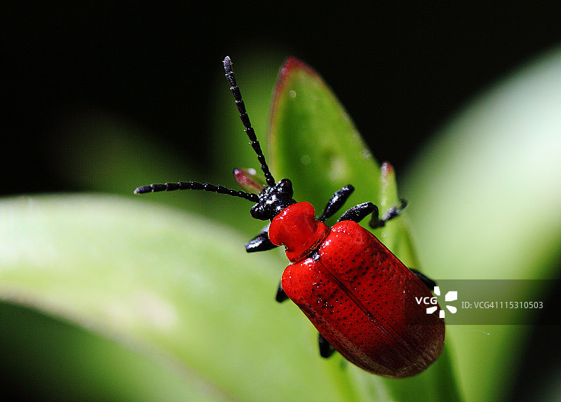 猩红百合甲虫图片素材