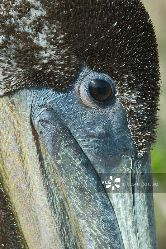 太平洋棕色鹈鹕图片素材