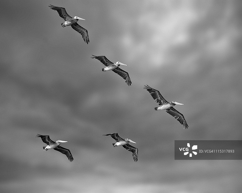 褐鹈鹕图片素材