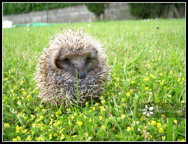 春天的刺猬图片素材