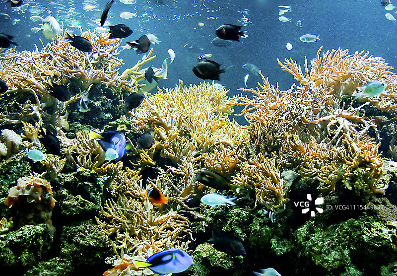 水族馆图片素材