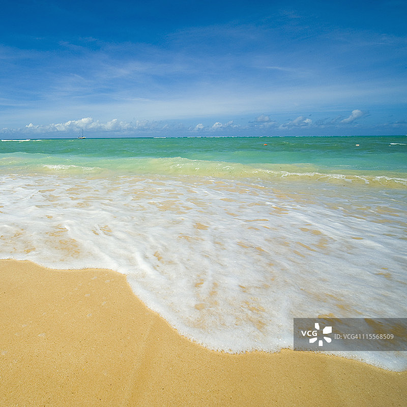 多巴哥鸽子角图片素材