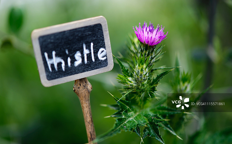 蓟和石板标签图片素材