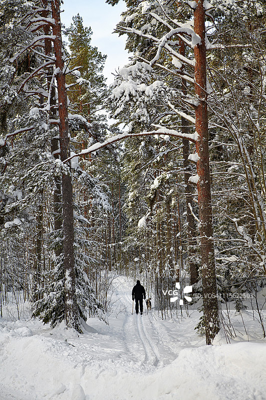 男人带狗越野滑雪图片素材