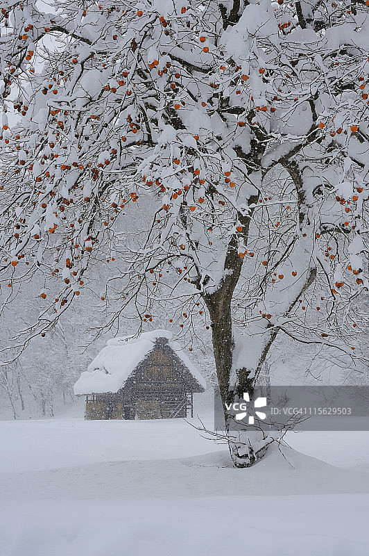 白川乡柿子树雪景（日本岐阜县大野町）图片素材