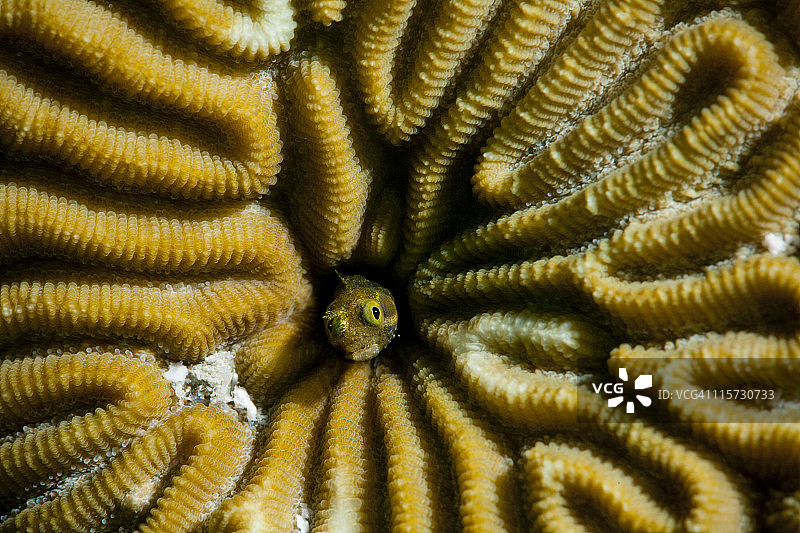 布奈尔岛的秘书鱼图片素材