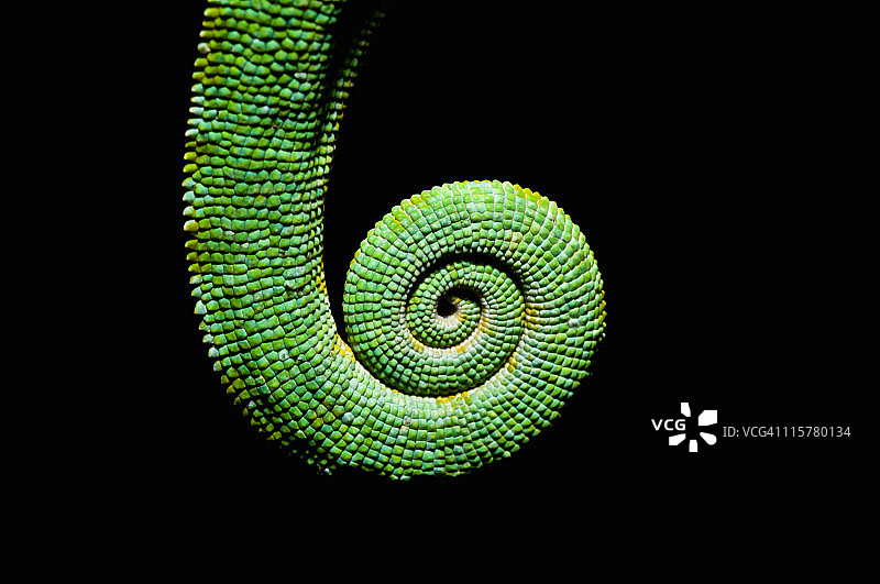 颈垂变色龙尾巴图片素材