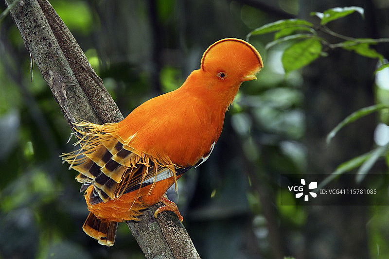 圭亚那动冠伞鸟（雄性）图片素材