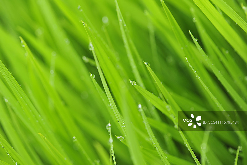 带露珠的新鲜草叶图片素材