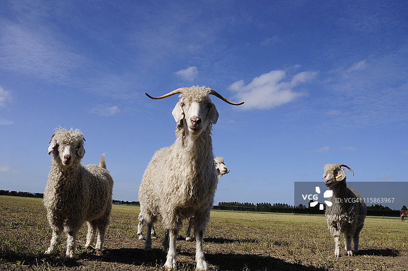 安哥拉帮派图片素材