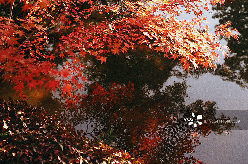 日本的秋叶图片素材