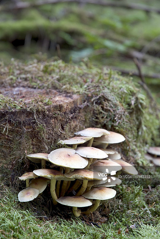 森林地面上的蘑菇图片素材