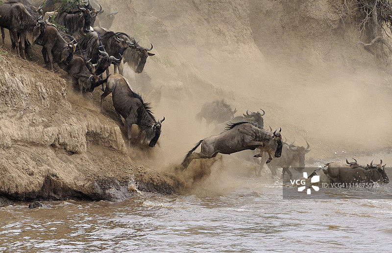 动物横渡马拉河图片素材