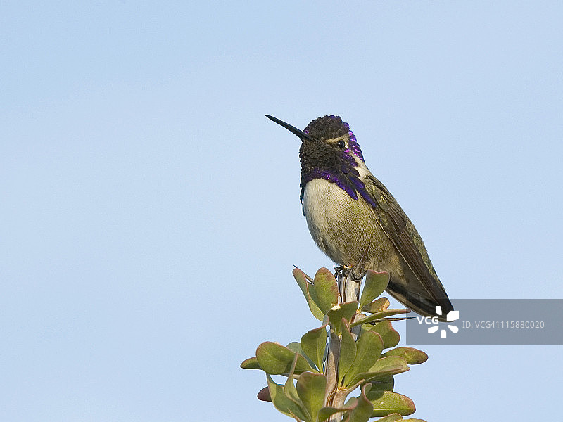 成年雄性科斯塔蜂鸟图片素材