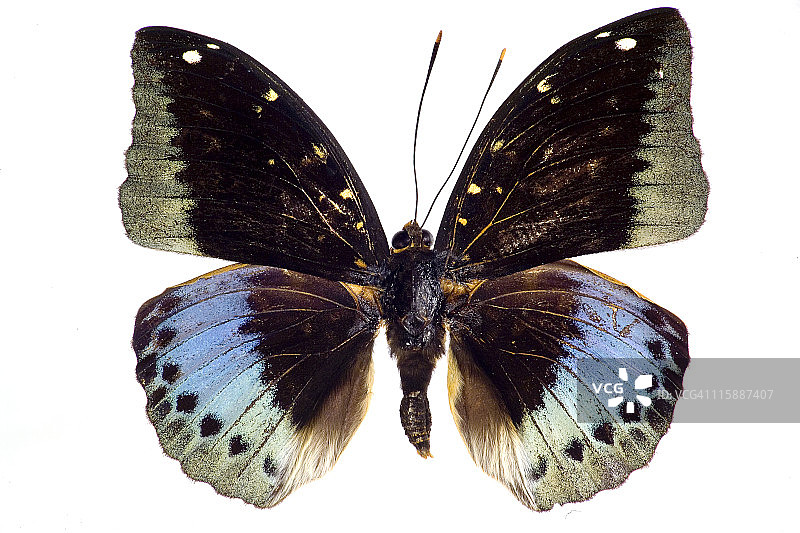 蓝色和黑色蝴蝶图片素材