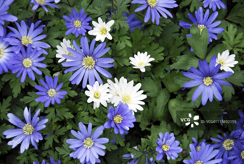 小白头翁图片素材