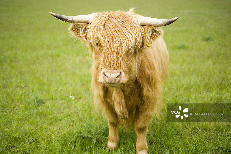 田野中景深较窄的高地牛图片素材