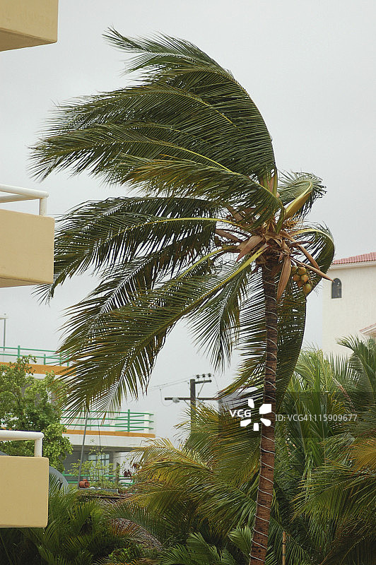 飓风棕榈树3图片素材