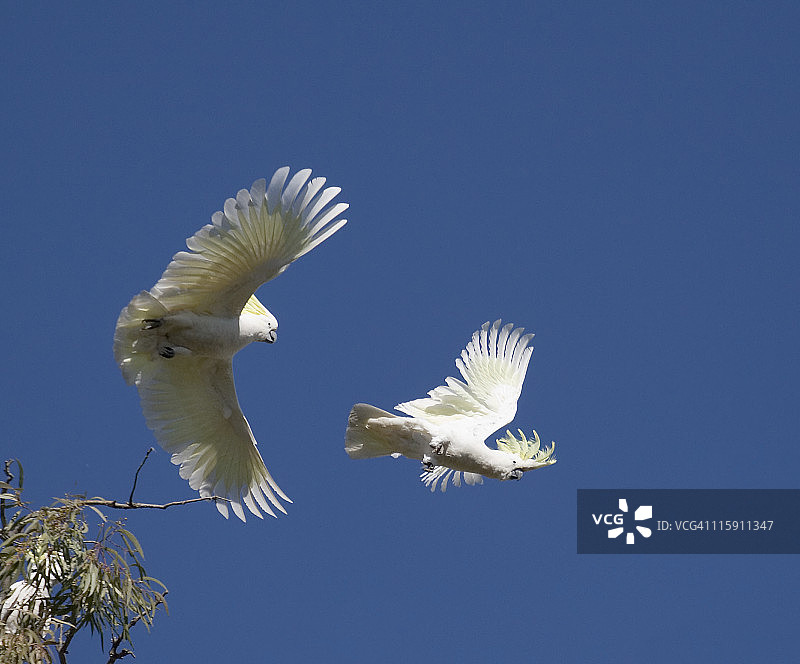 蓝天下的大葵花鹦鹉图片素材