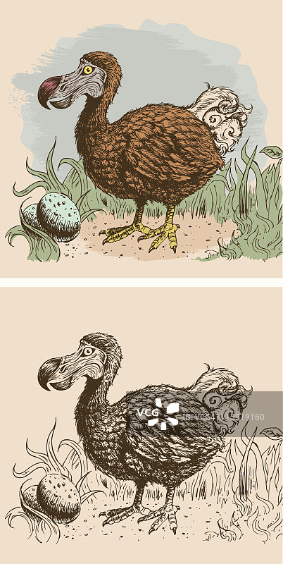 最后一次见到渡渡鸟图片素材