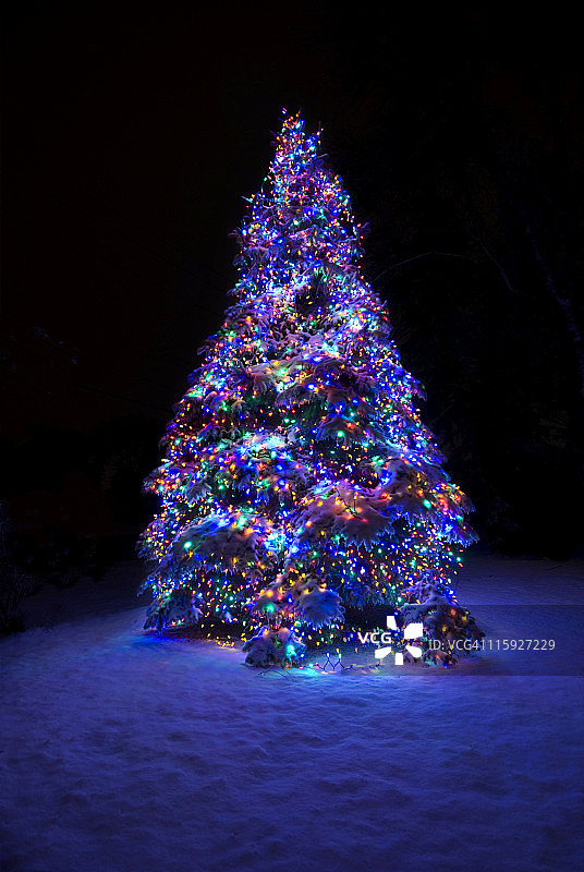 覆盖着积雪的圣诞树图片素材