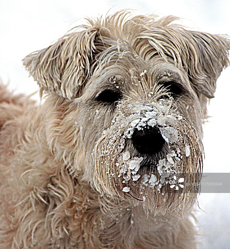 雪地犬图片素材