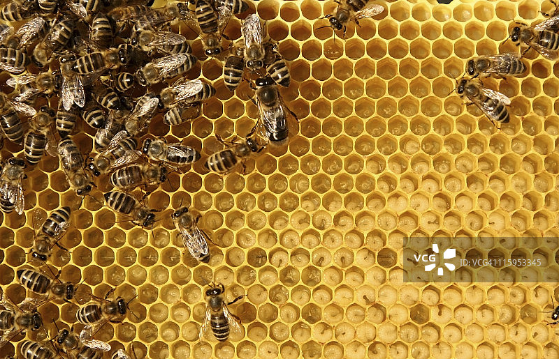 工蜂在蜂巢内辛勤工作图片素材