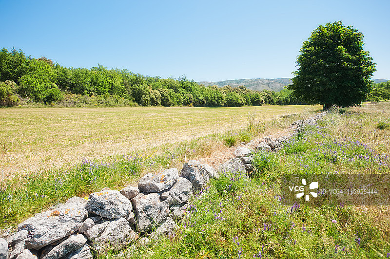 普罗旺斯韦尔东的麦田和树木图片素材