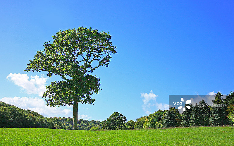 蓝天下的橡树图片素材