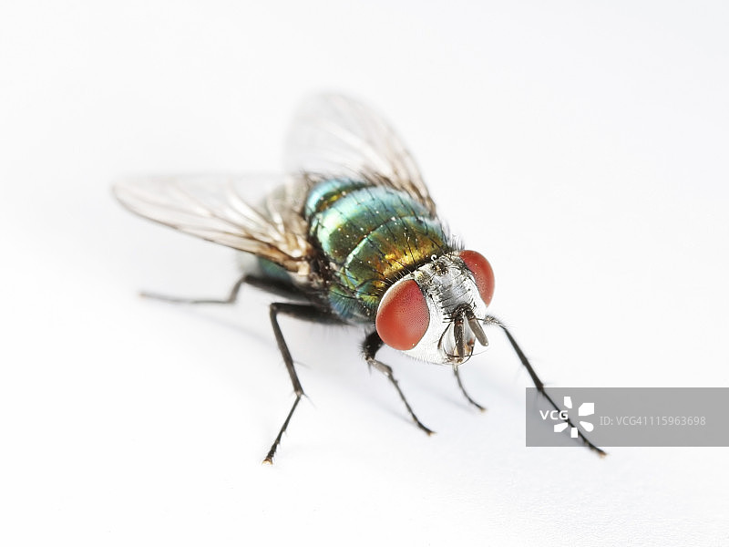 绿蝇 02图片素材