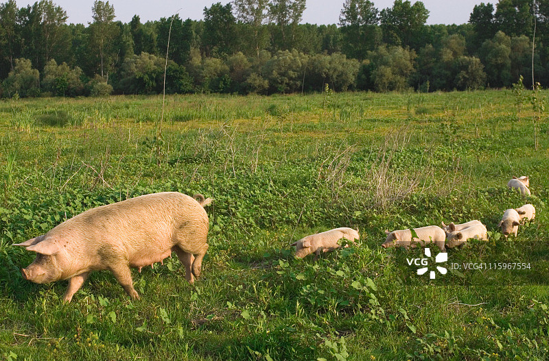 猪图片素材