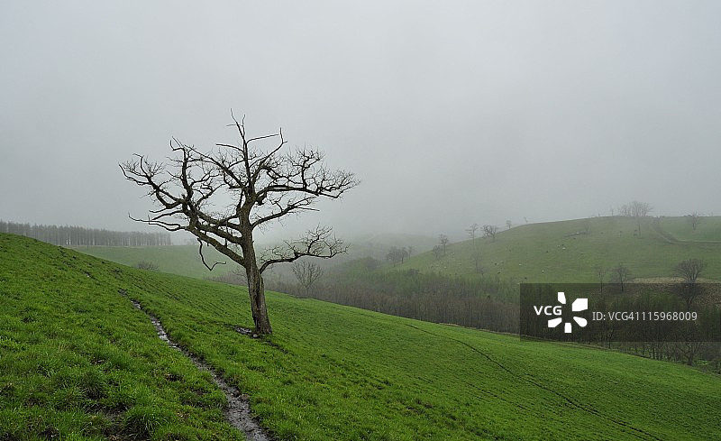 孤独的树图片素材