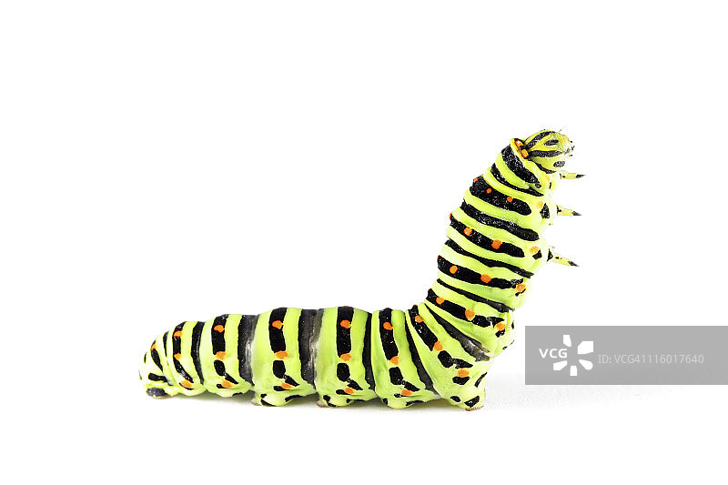 燕尾蝶毛毛虫02图片素材