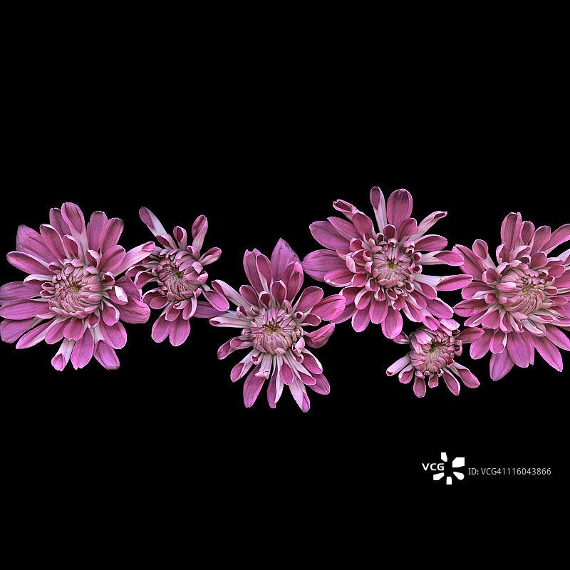 粉色多头菊图片素材