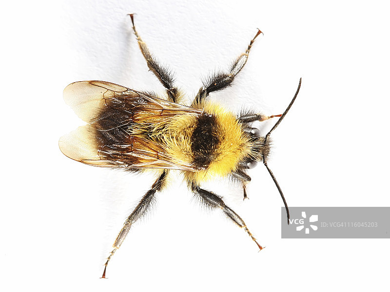 毛茸茸的大黄蜂图片素材