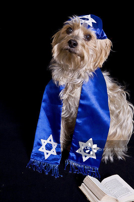 戴着犹太小帽的约克夏犬图片素材
