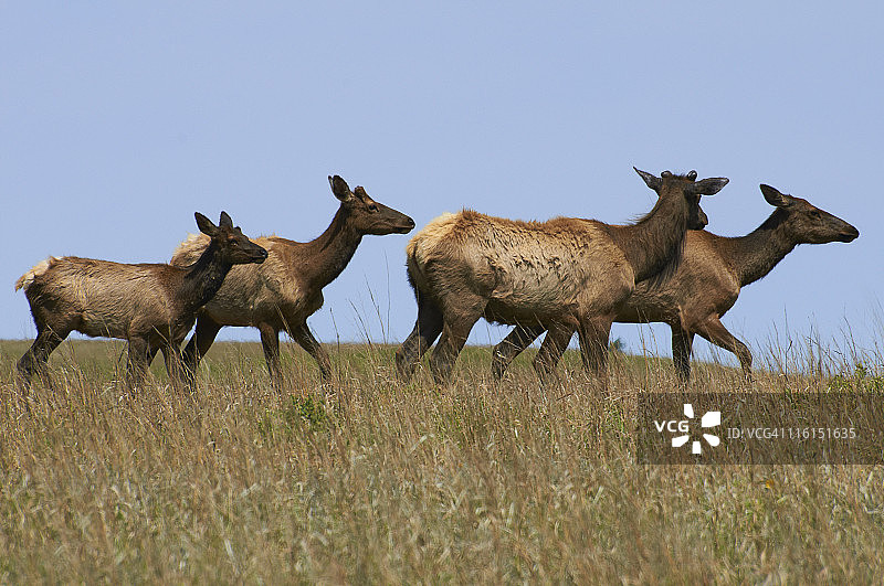 野生麋鹿图片素材