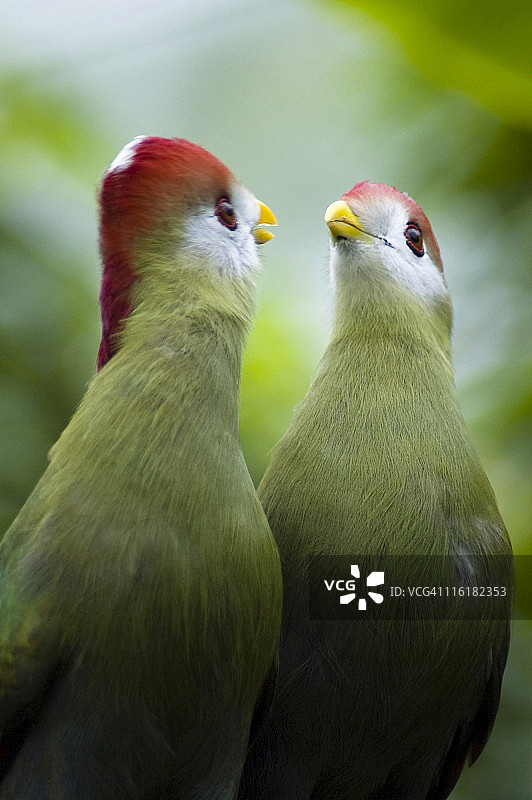一对红冠蕉鹃图片素材