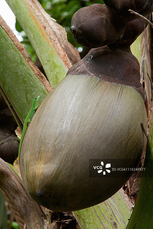 海椰子与绿色壁虎图片素材