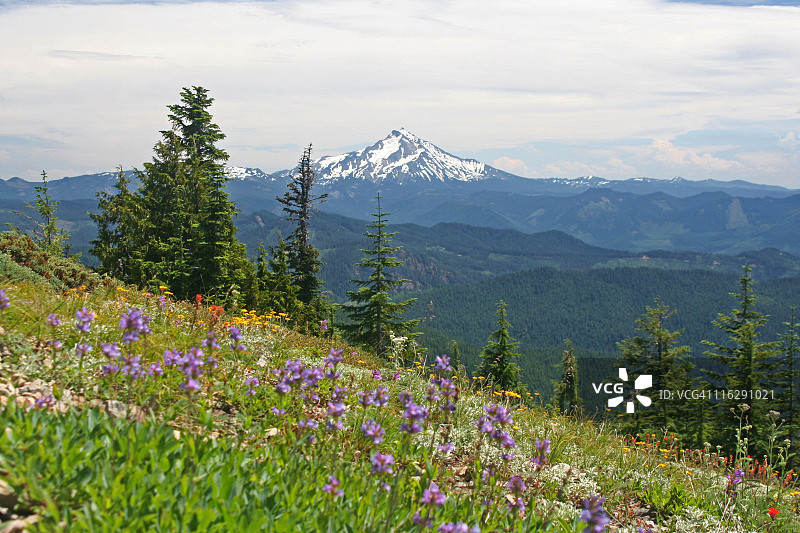 杰斐逊山与野花图片素材
