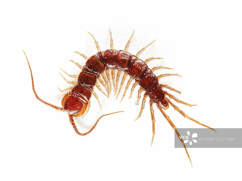 花园蜈蚣图片素材