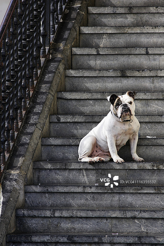 在西班牙蒙达卡的台阶上坐着的斗牛犬图片素材