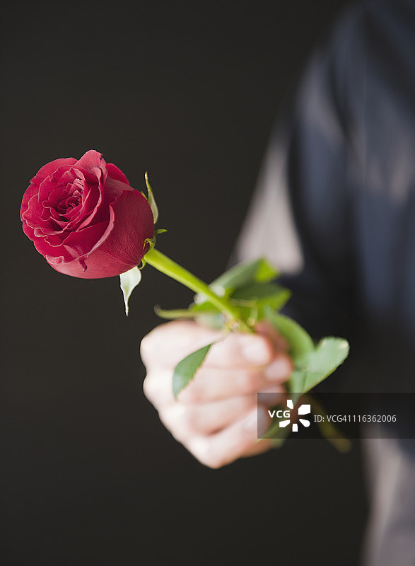 手持红玫瑰图片素材