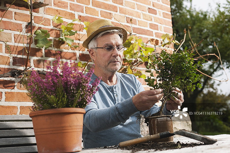 德国克拉策堡，年长的男人在做园艺图片素材