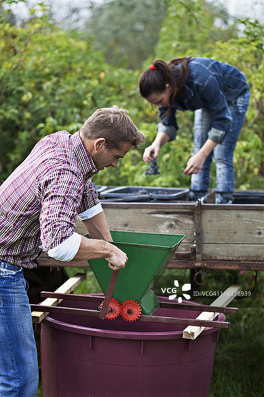 克罗地亚巴拉尼亚葡萄园中的年轻男女图片素材