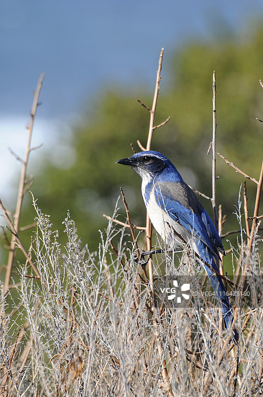 栖息在灌木上的加州丛鸦图片素材