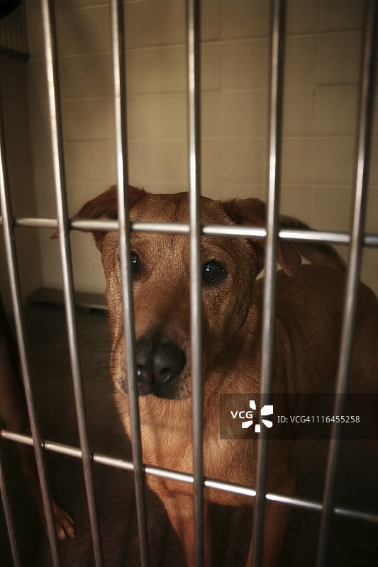 丢失的狗图片素材