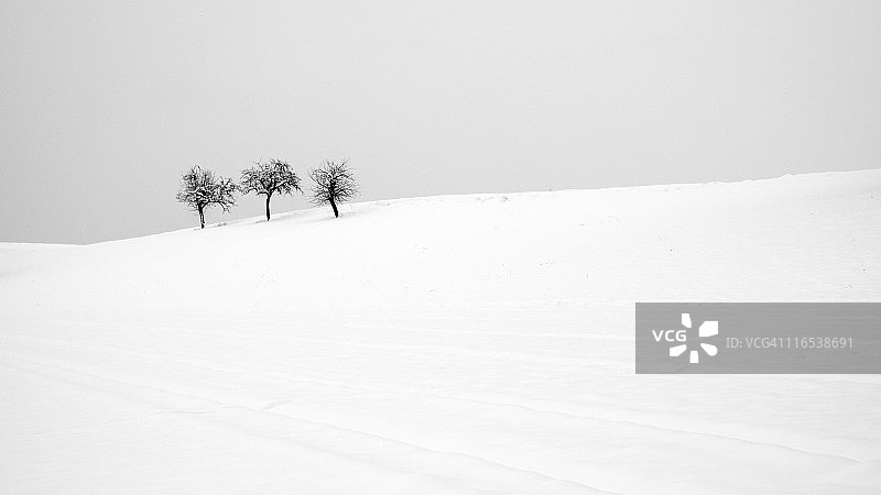 雪中的三棵树图片素材
