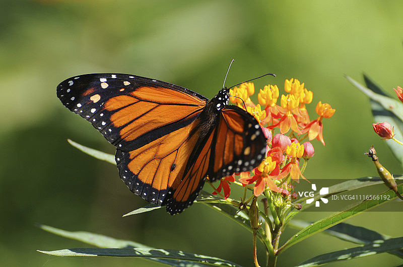 帝王蝶图片素材