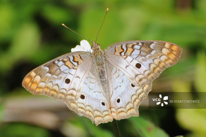 白色孔雀蝴蝶图片素材